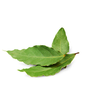 Alloro