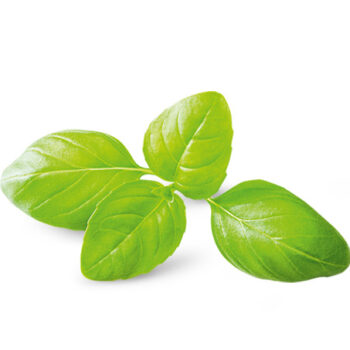 Basilico