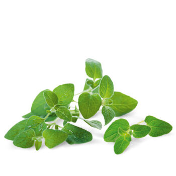 Origano